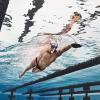 image:imageSpeedo UnisexAdult Swim Training Snorkel Bullet HeadCharcoal